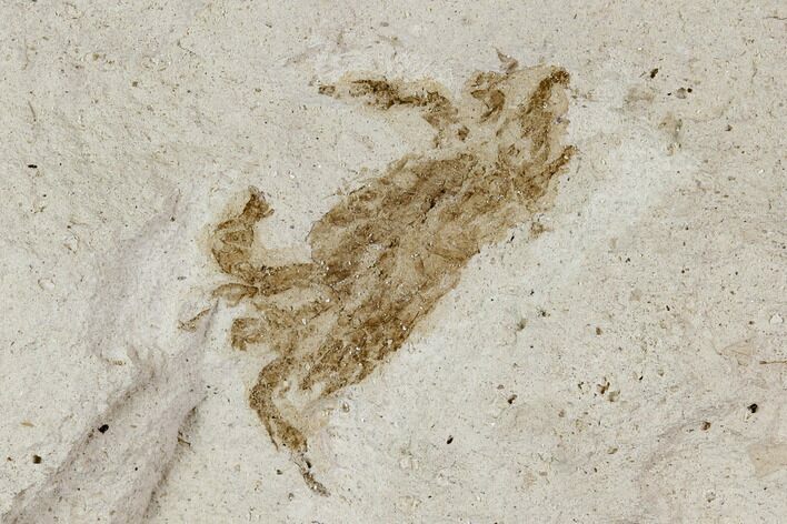 Fossil Pea Crab (Pinnixa) From California - Miocene #128094